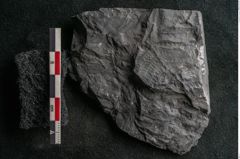Foto (Detailansicht) von Callipteris sp.  (NHMW-GEO-2024-0188-10925)